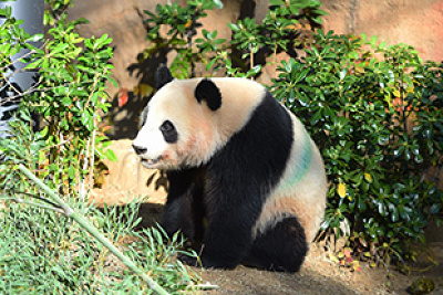 2025】上野動物園のパンダ徹底解説！混雑＆観覧方法まとめ！上野駅から