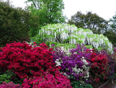 鮮やかな藤の花が楽しめます