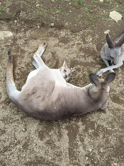 子育て中のカンガルー／那須どうぶつ王国