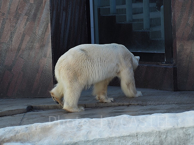 上野動物園のシロクマ