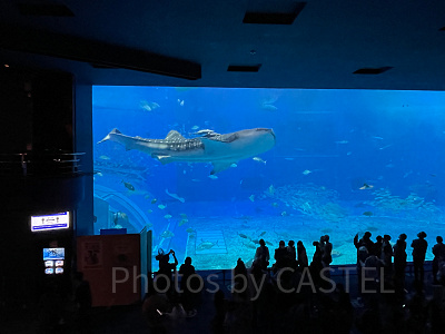 美ら海水族館のジンベエザメ