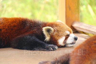 富士サファリパークのレッサーパンダ