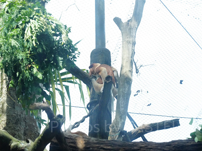 シンガポール動物園：テングザル