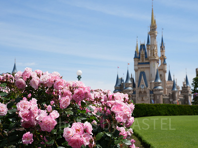 春先は華やかなディズニーランド