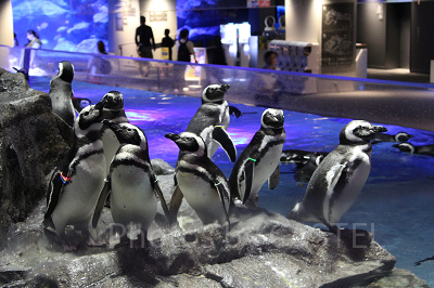 すみだ水族館の割引情報