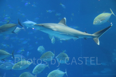 美ら海水族館とは