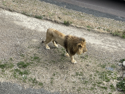 アドベンチャーワールドのライオン
