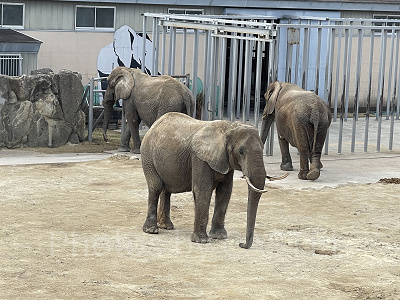 アフリカゾウ