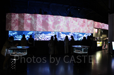 アクアパーク内「コーラルカフェバー」