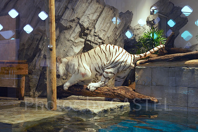 上手に木にまたがるアクアくん