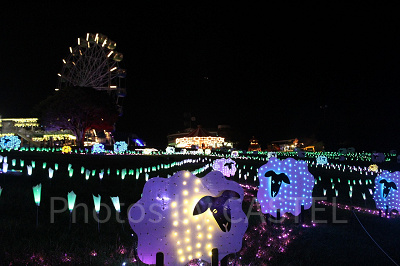 ライトアップされてきれいなナイト遊園地