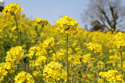 満開の菜の花にミツバチたちも忙しそう