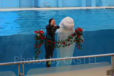 愛らしさいっぱいのシロイルカ