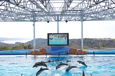 バンドウイルカ