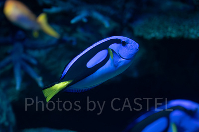 サンシャイン水族館の混雑状況：狙い目①