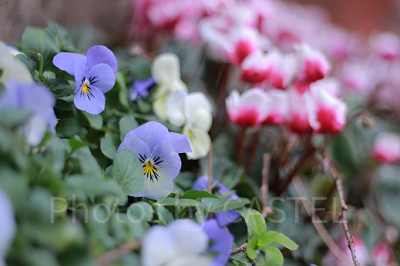 ディズニーランドは季節により様々な花が咲きます。
