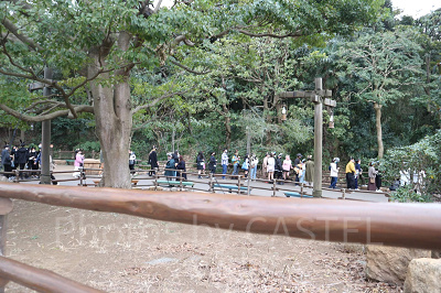 ディズニーシー3月混雑状況レポート：インディ・ジョーンズの待ち列（13:30頃）