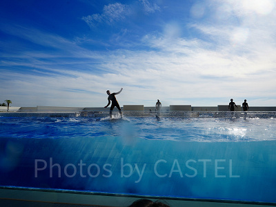 神戸須磨シーワールドのイルカショー：見どころ