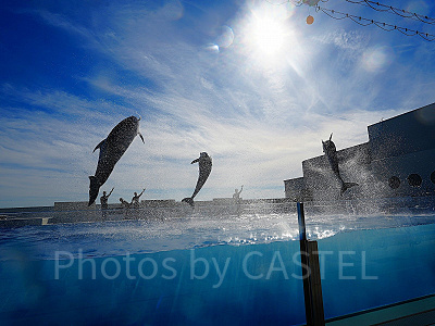 神戸須磨シーワールドのイルカショー