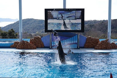 ショーをするイルカ