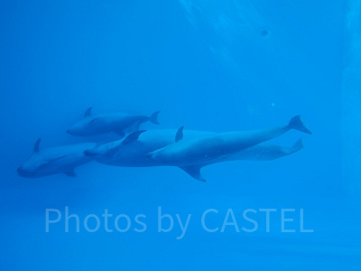 泳ぎ回るイルカたち