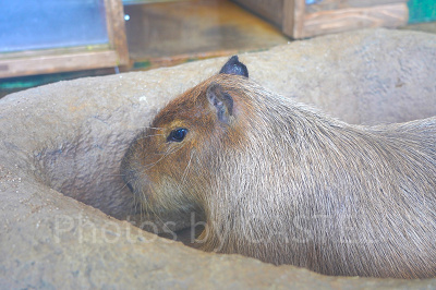 新江ノ島水族館（えのすい）：カピバラ
