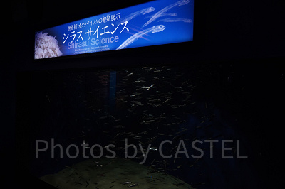 新江ノ島水族館（えのすい）：世界初のシラス繁殖展示