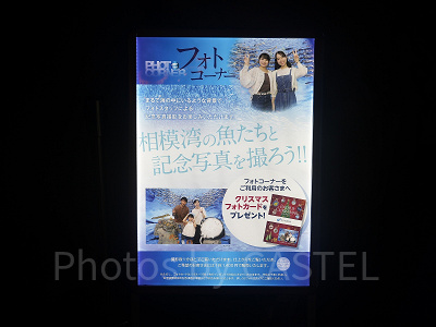 えのすいクリスマス：あわたんとのフォトスポット