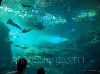 えのすいの巨大水槽