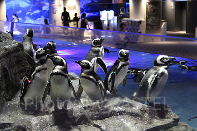 すみだ水族館のイベント
