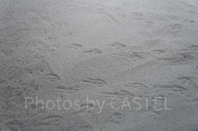 フェアリーペンギンの足跡