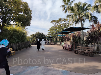 2023年2月ディズニーシー混雑状況レポート：ロストリバーデルタ（9:30頃）