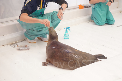 ワモンアザラシのエサやりの様子