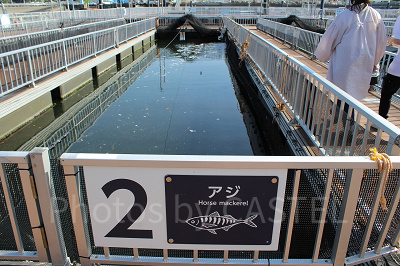 魚釣りができるフィッシャーマンズオアシス