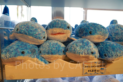 美ら海水族館のペタンコジンベエザメ（Mサイズ）