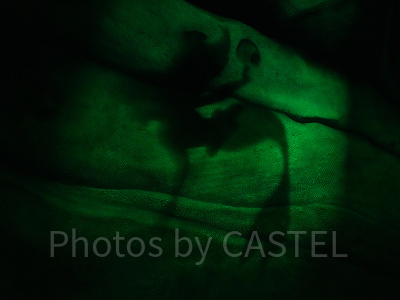 ケーブ・オブ・シャドーの壁に浮かび上がるアリエル（アリエルのプレイグラウンド）