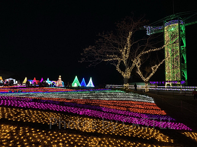 光の花畑