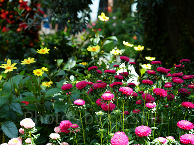 ガーデンズバイザベイ：フラワードーム