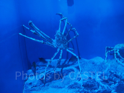 巨大なタカアシガニ