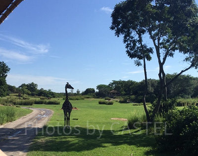 キリマンジャロ・サファリ内にいるキリン