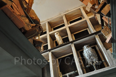 ハリーポッターのペットは白フクロウ／USJ