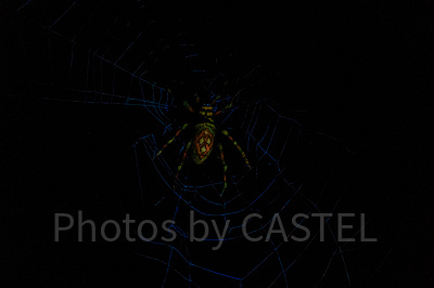 ホーンテッドマンション：蜘蛛