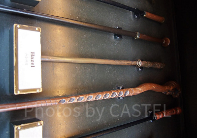 ハシバミ（8/5～9/1）