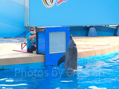 香港オーシャンパーク：イルカのショー