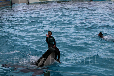 力持ちだからトレーナーさんを鼻先に乗せてスイスイ泳ぎます
