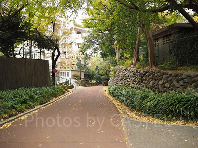 秋には上野公園全体で花が咲きます!