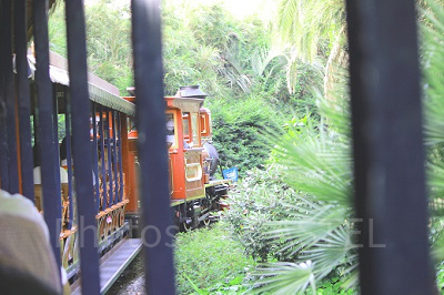 木々の中を蒸気機関車で進むなんて、すこし不思議な気分ですよね。