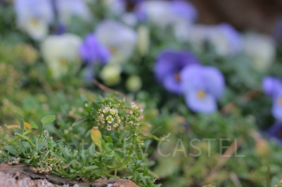 クリッターカントリーの花壇です。