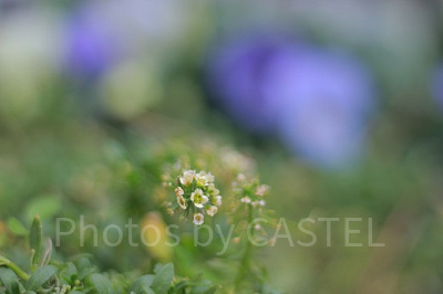 同じくクリッターカントリーの花壇です。