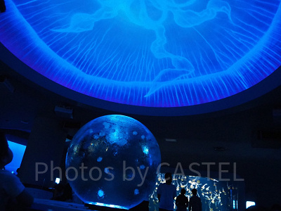 クラゲファンタジーホール